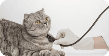 tech-cat